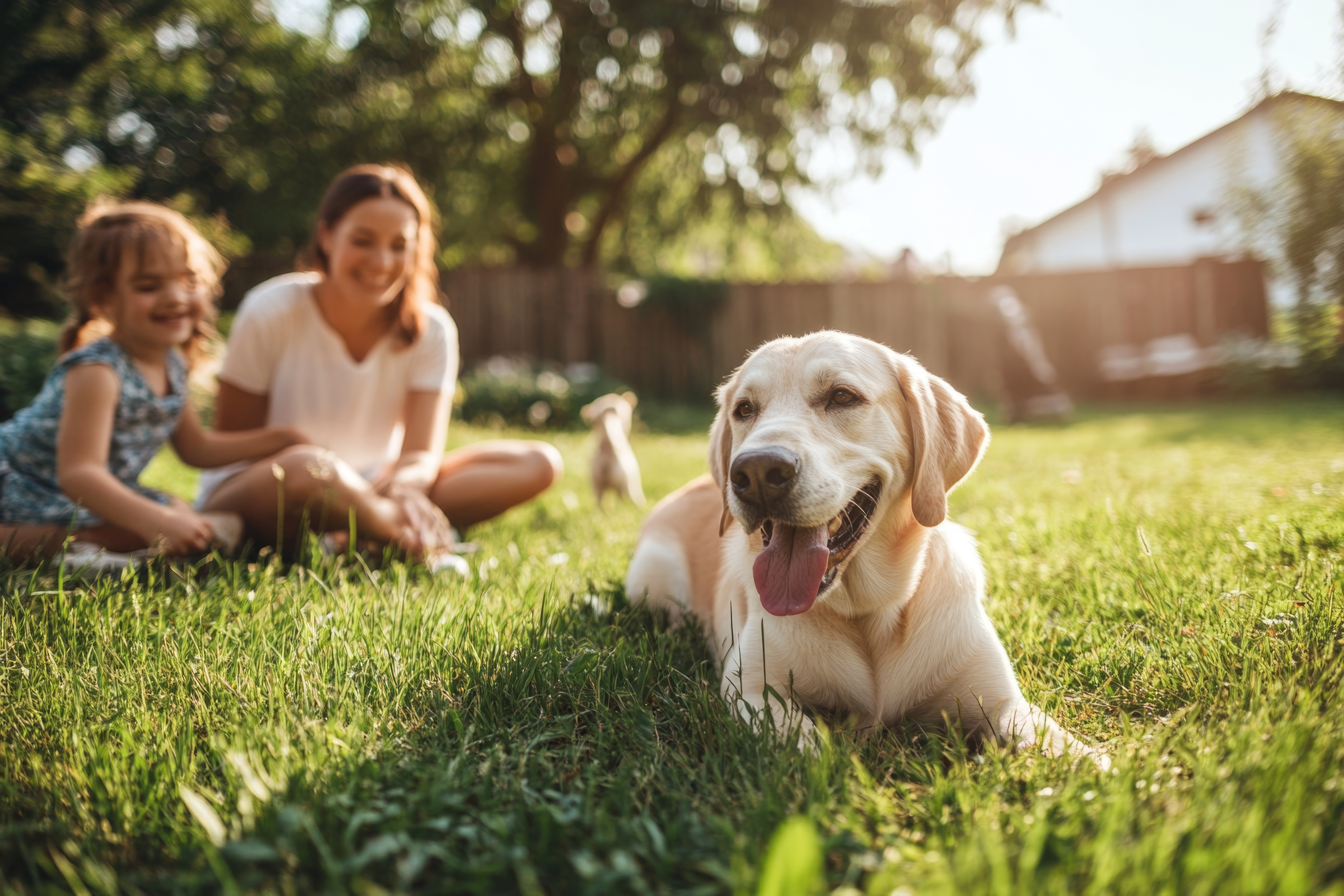 Happy dog in clean yard